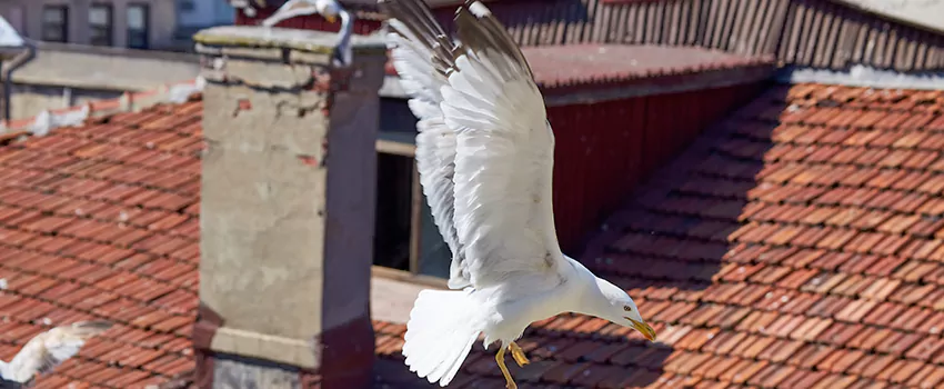 Residential Chimney Animal Removal Solution in Depew, NY
