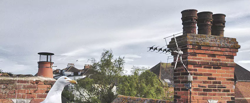 Chimney Cleaning And Restoration in Depew, New York
